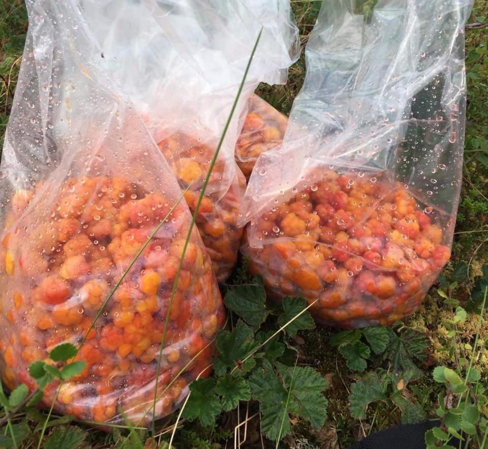 Laetasenonmajat * Enontekiö